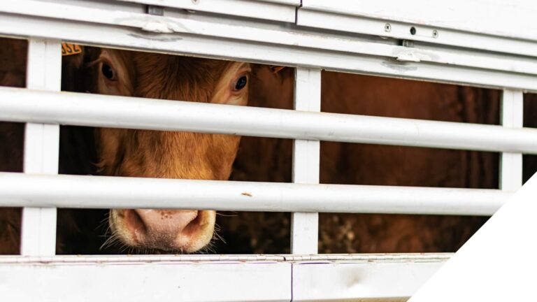 Rind in einem Tiertransporter